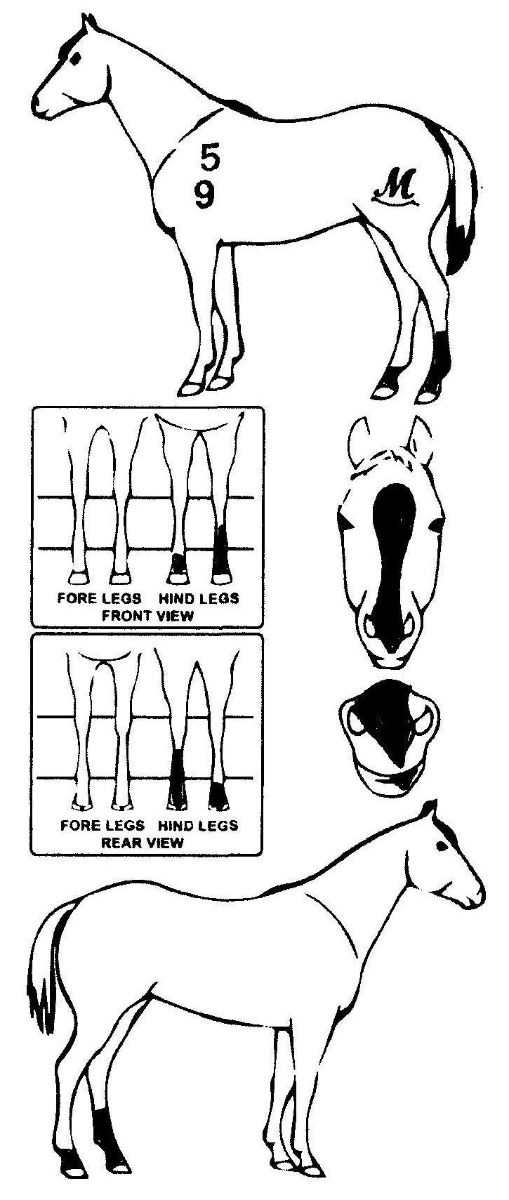 Animals Marking Image