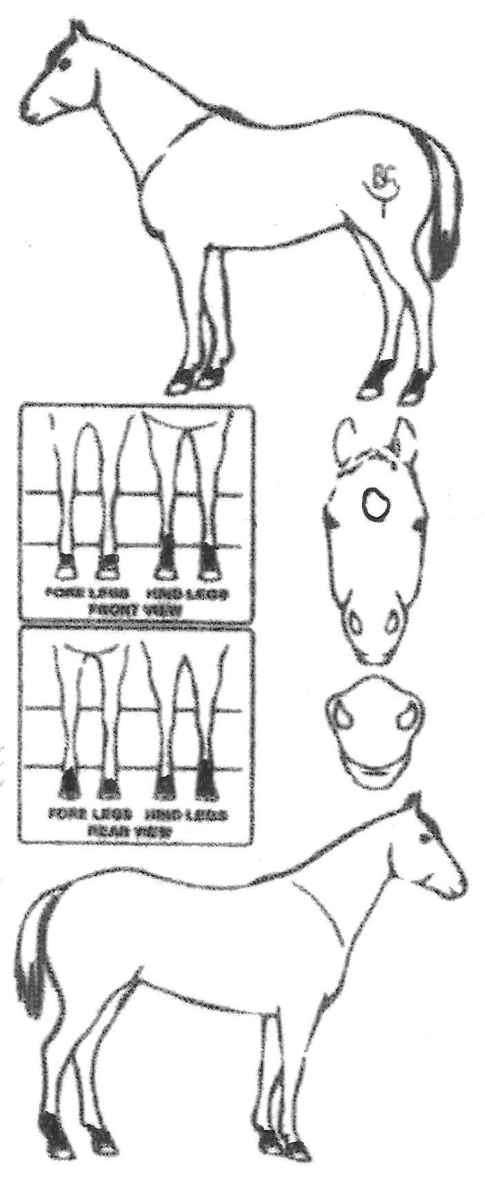 Animals Marking Image