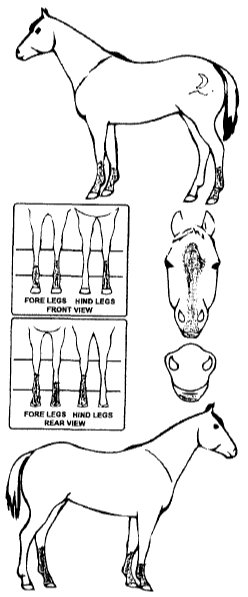 Animals Marking Image