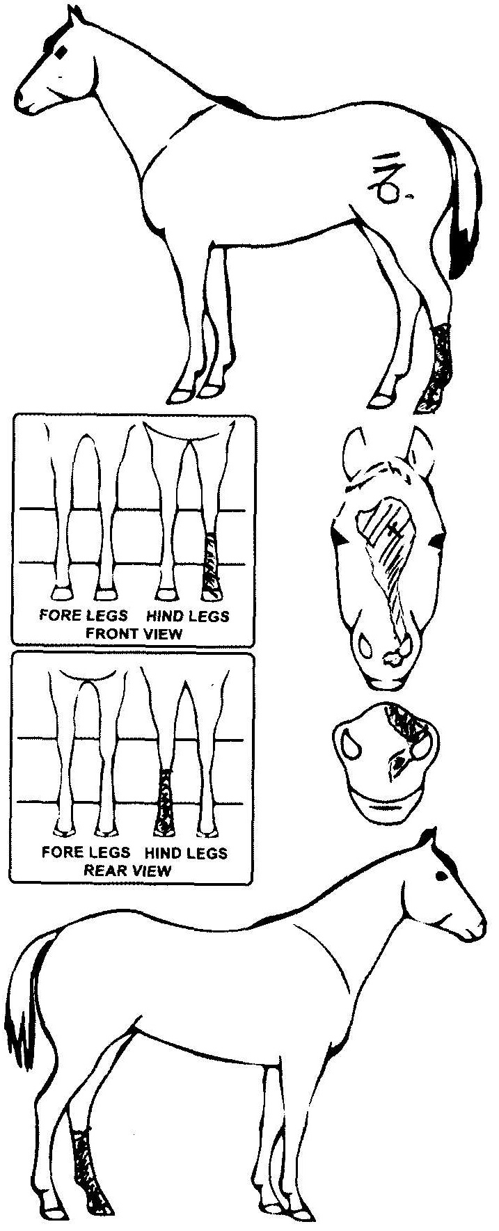 Animals Marking Image