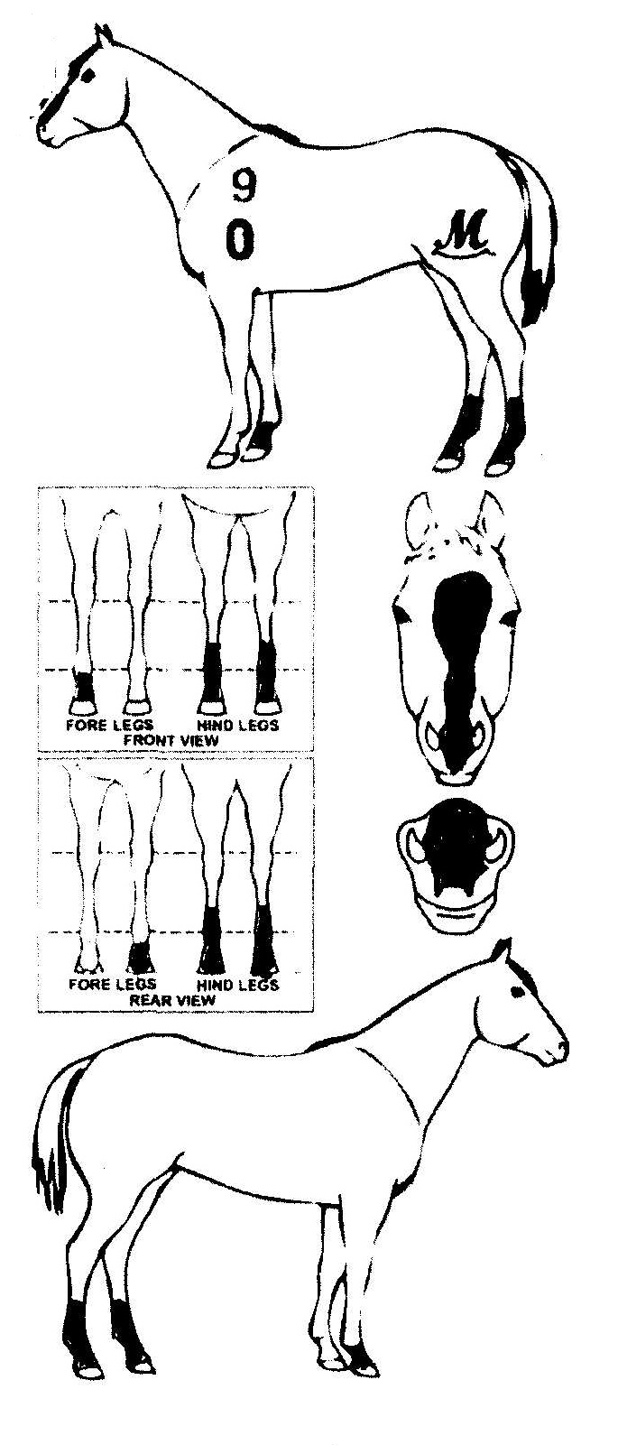 Animals Marking Image