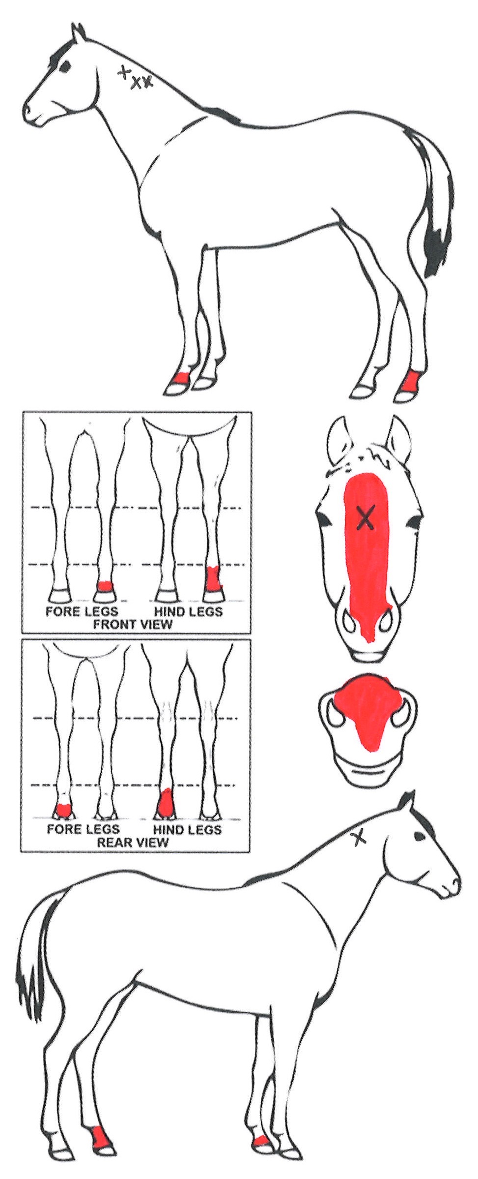 Animals Marking Image