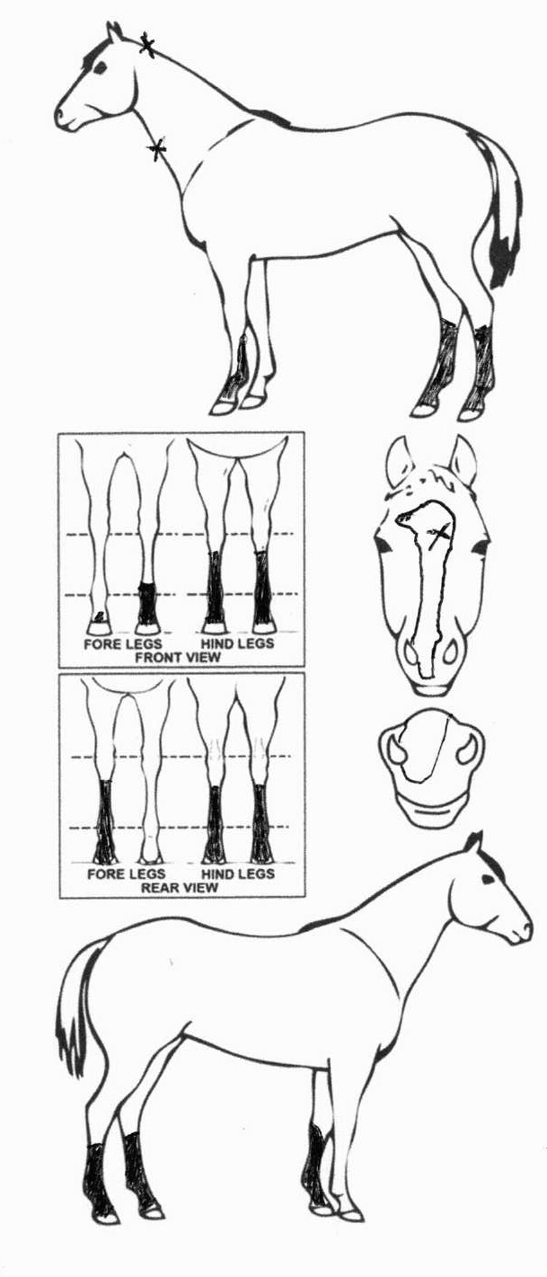 Animals Marking Image