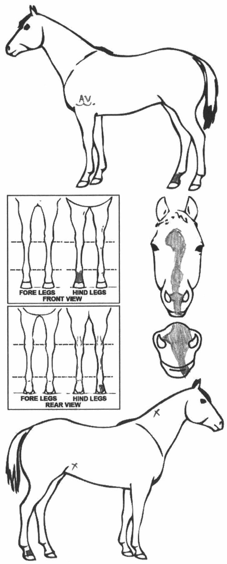 Animals Marking Image