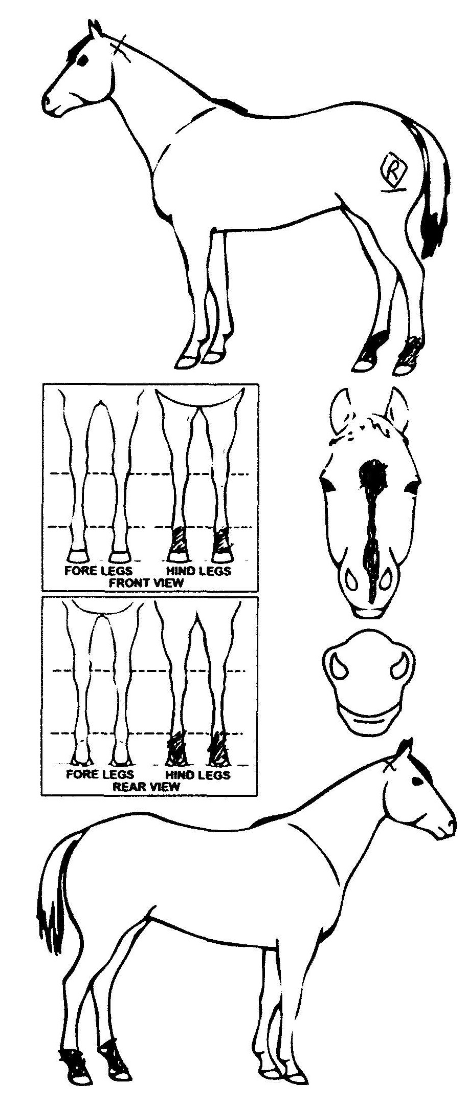 Animals Marking Image