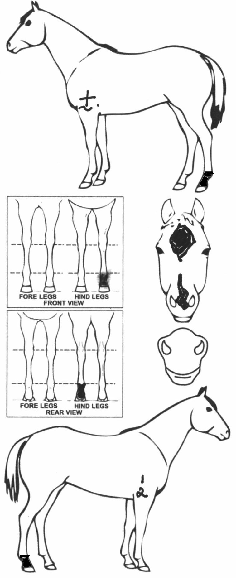 Animals Marking Image