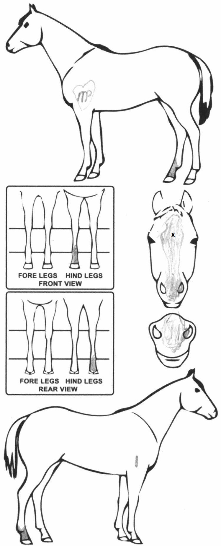 Animals Marking Image