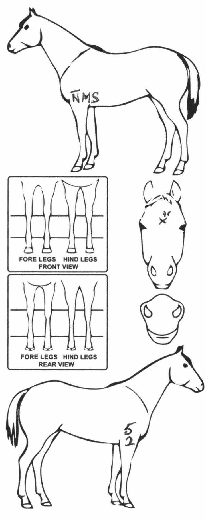 Animals Marking Image