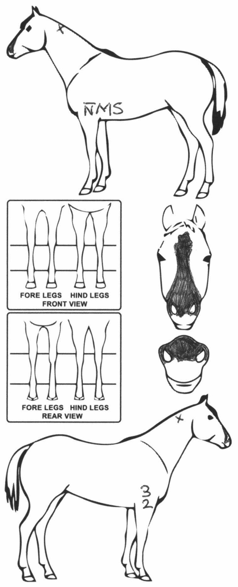 Animals Marking Image