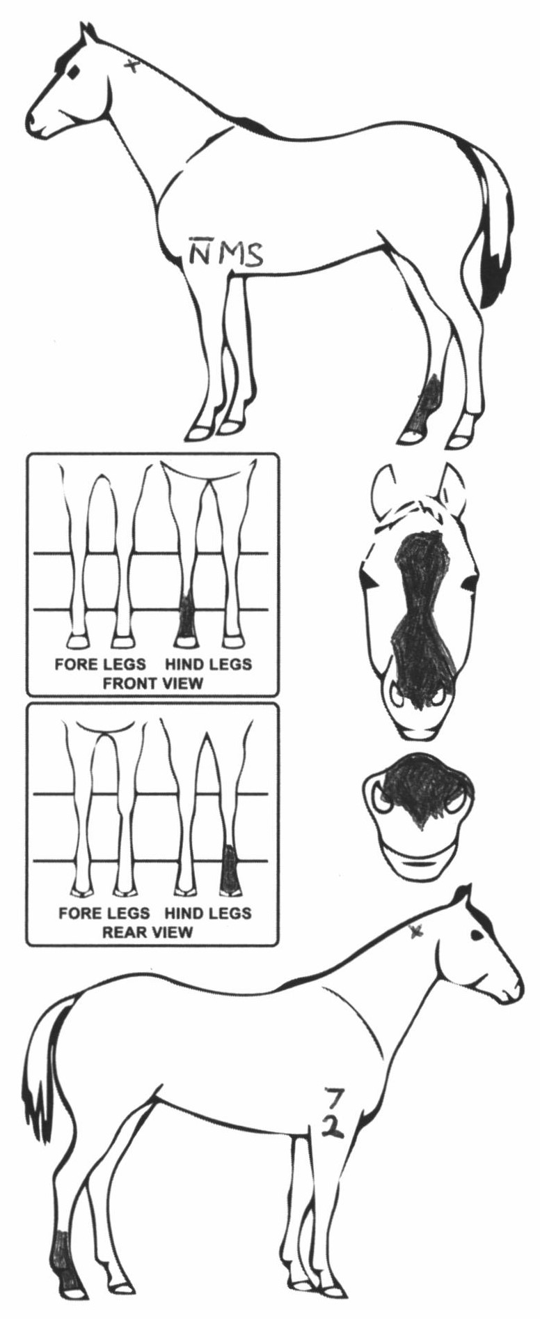 Animals Marking Image