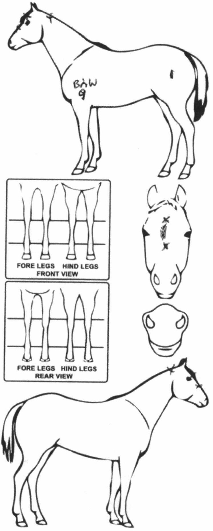 Animals Marking Image