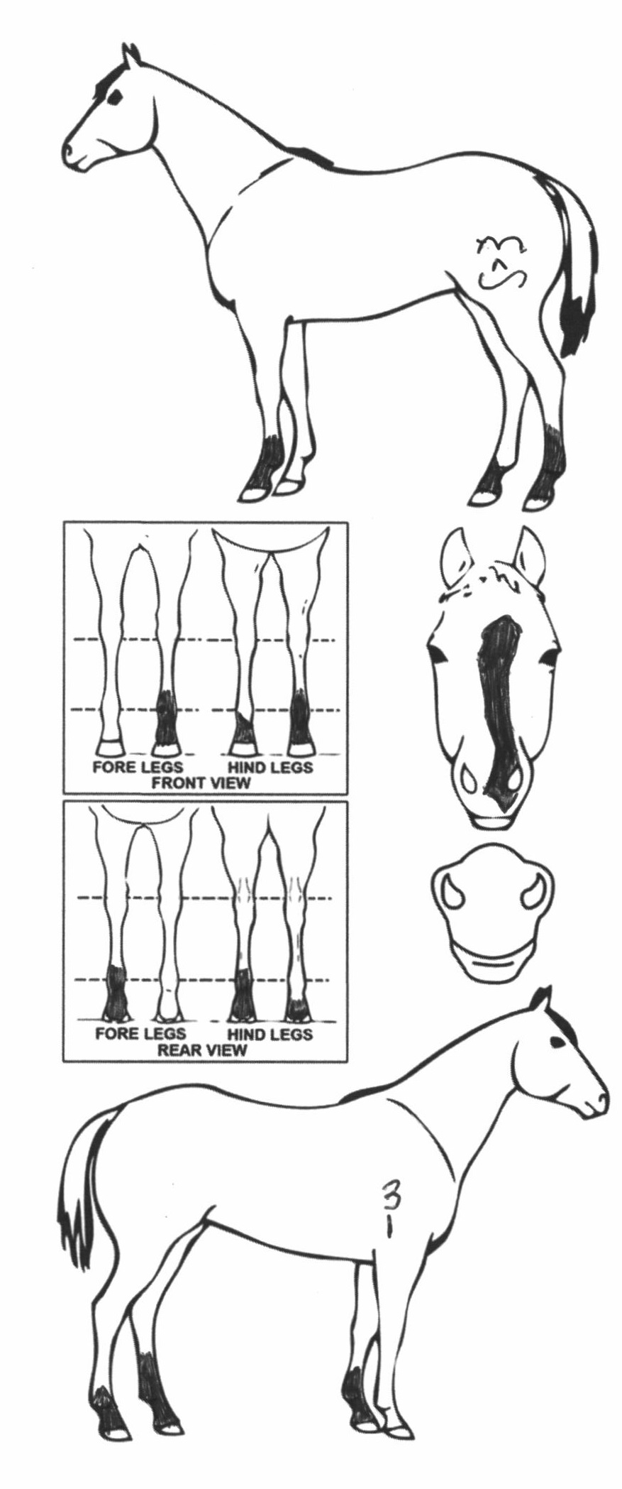 Animals Marking Image