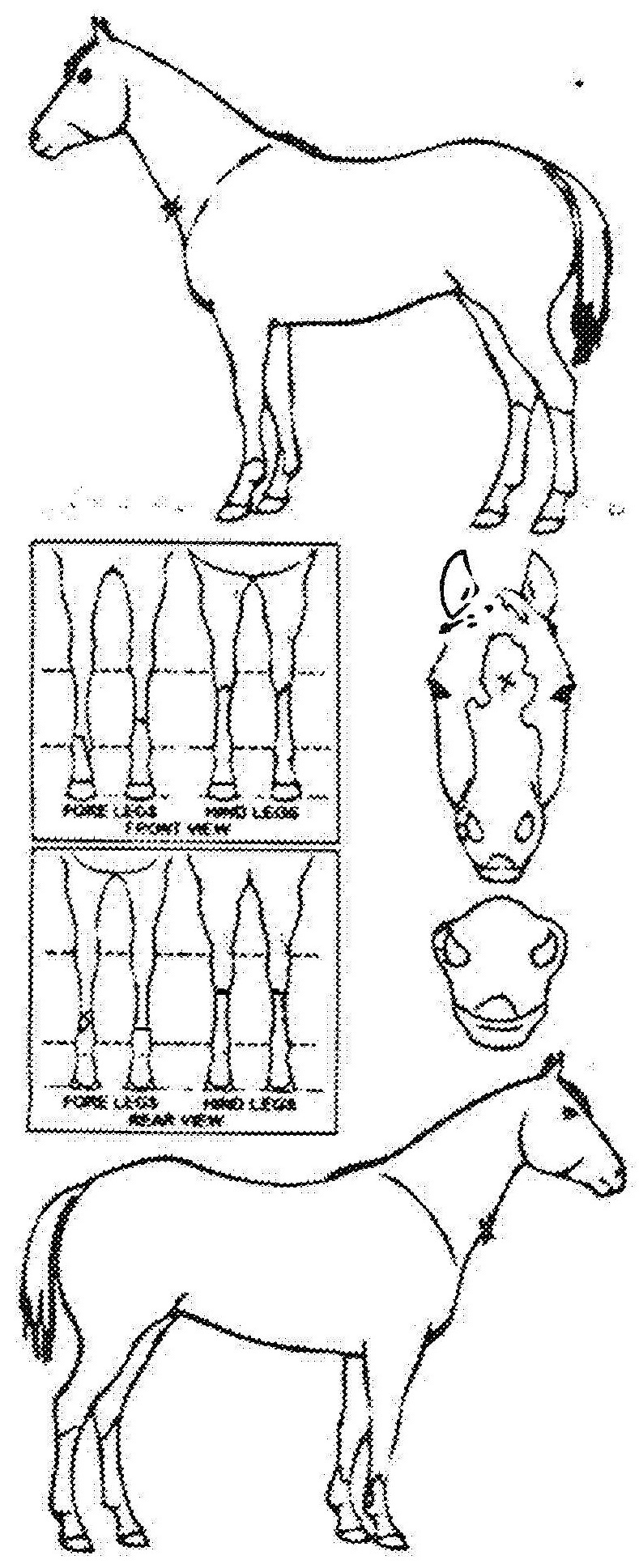 Animals Marking Image