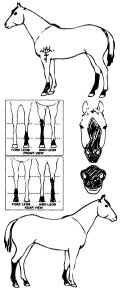 Animals Marking Image