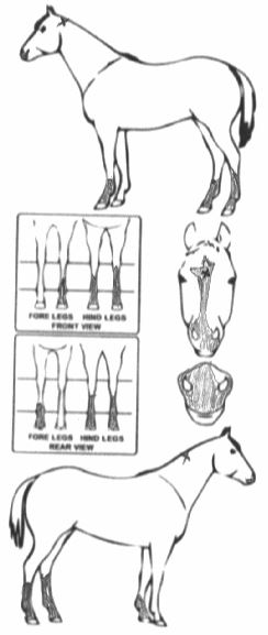 Animals Marking Image