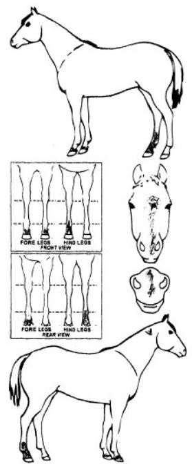 iCompete - Animal Details