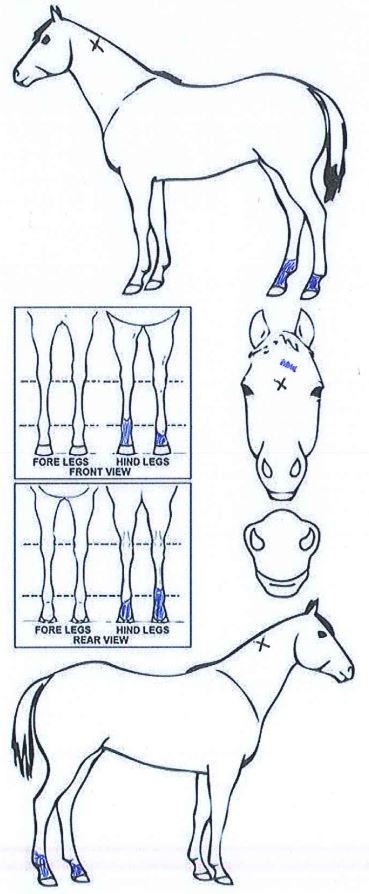 iCompete - Animal Details