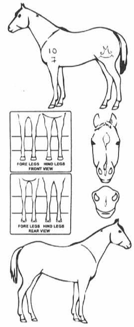 Animals Marking Image