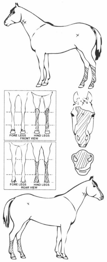 Animals Marking Image