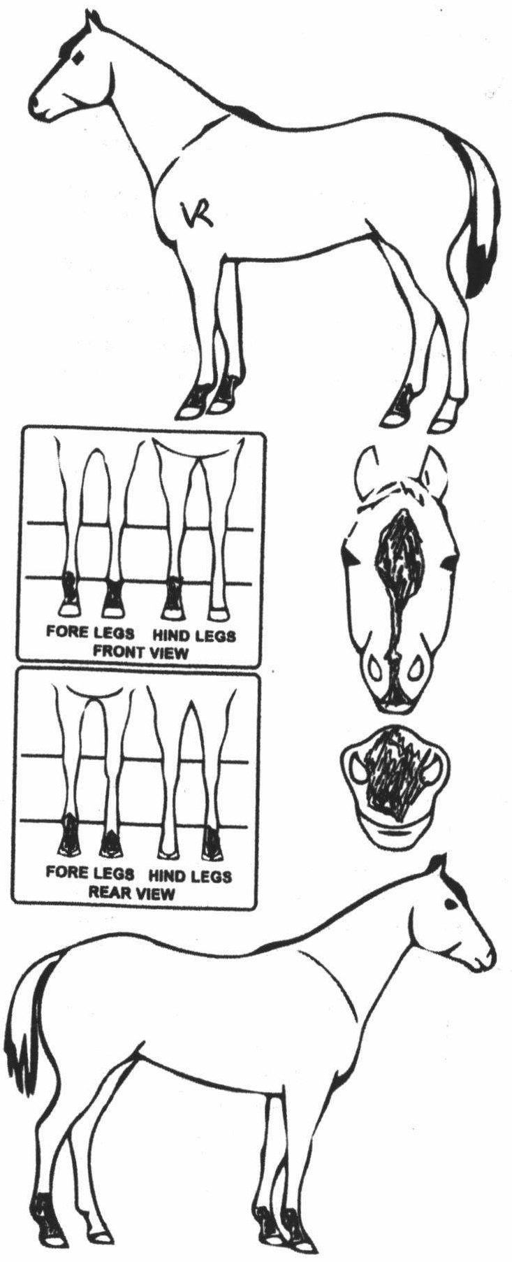 Animals Marking Image