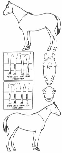 iCompete - Animal Details