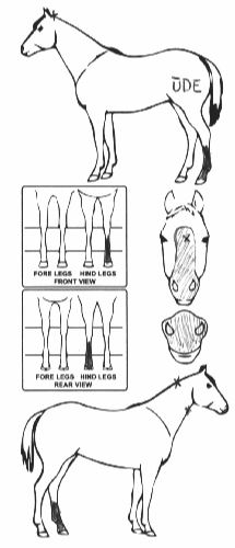 Animals Marking Image