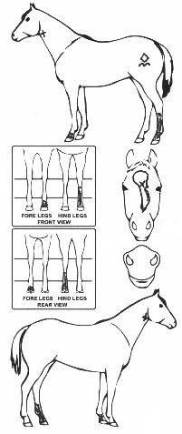 Animals Marking Image