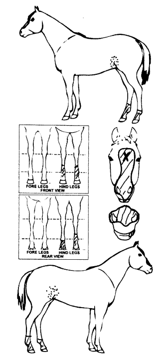 Animals Marking Image