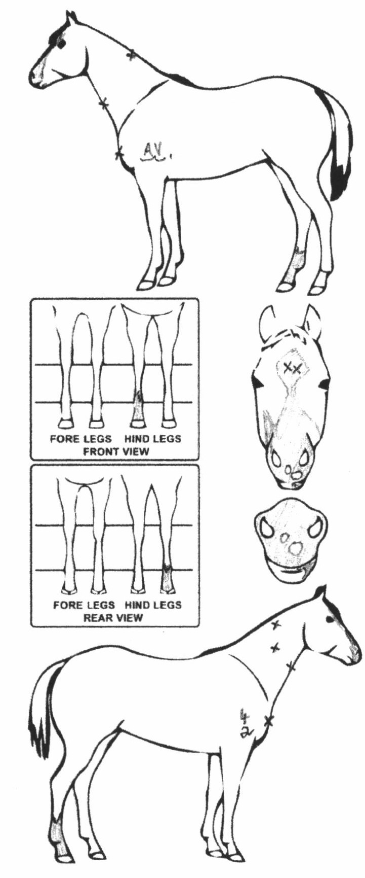 Animals Marking Image