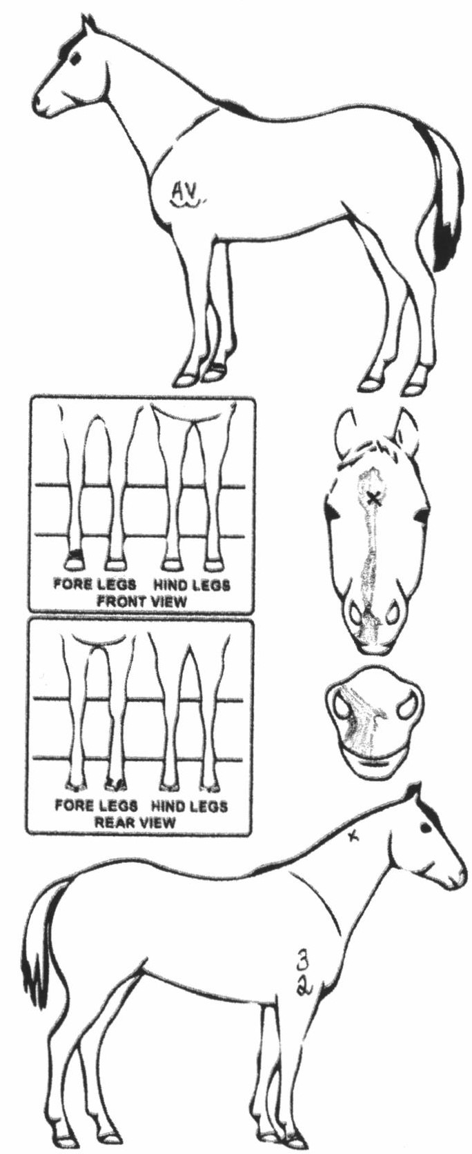 Animals Marking Image