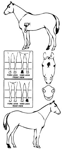 Animals Marking Image