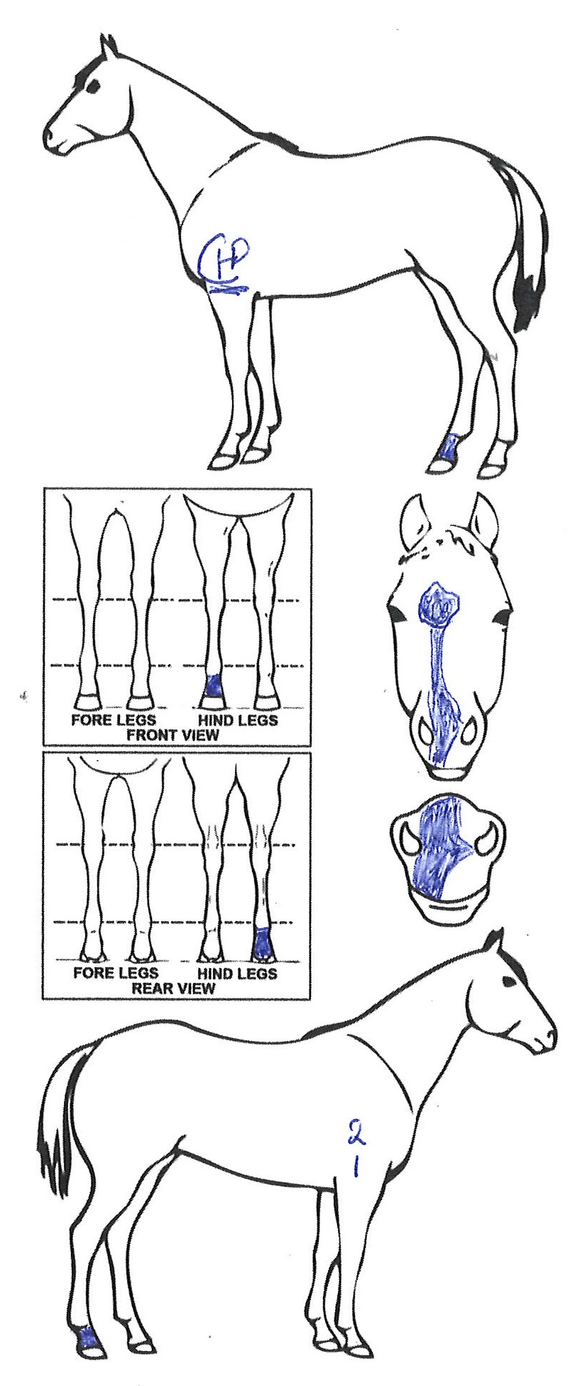 Animals Marking Image