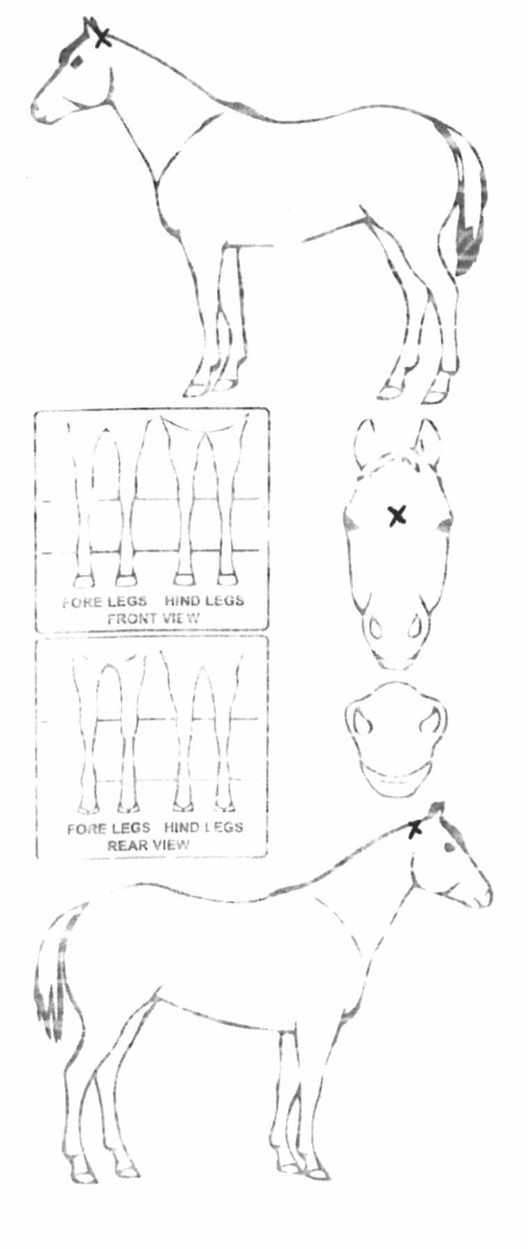 Animals Marking Image