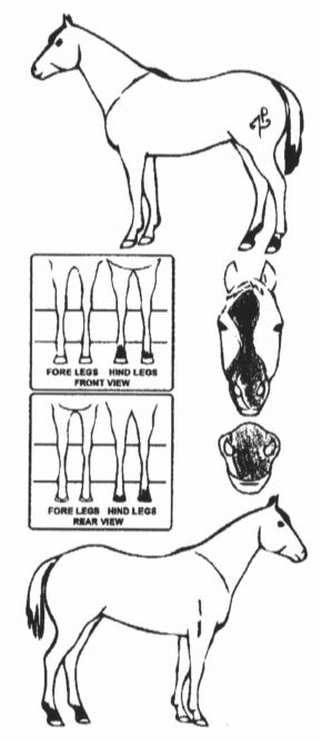 Animals Marking Image