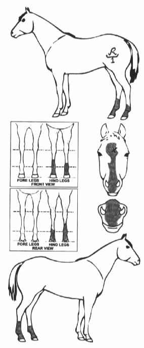 Animals Marking Image