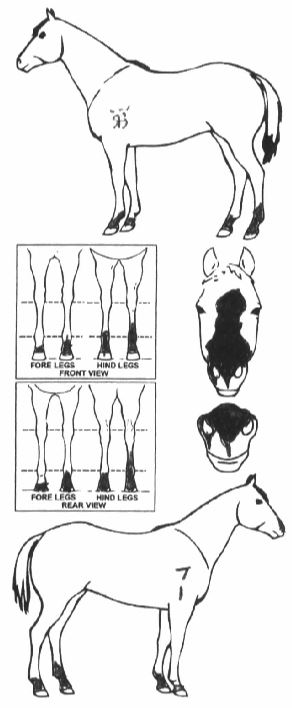 Animals Marking Image