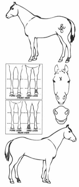 iCompete - Animal Details