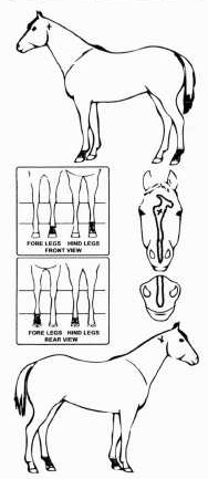 iCompete - Animal Details