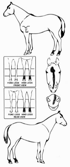 Animals Marking Image