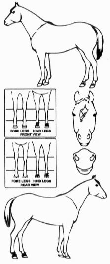 iCompete - Animal Details