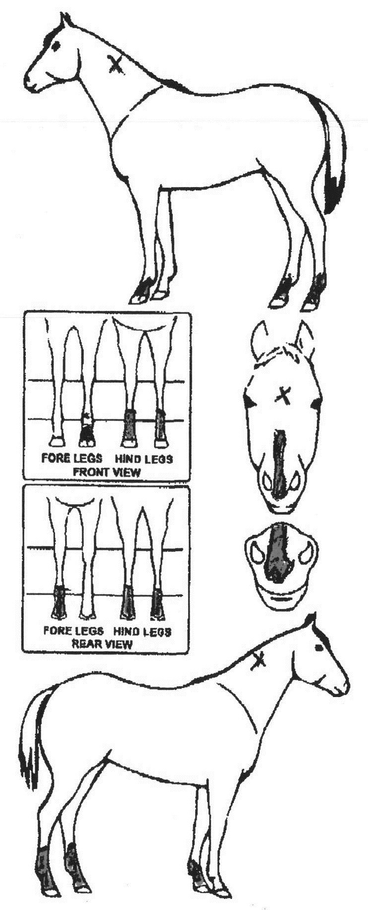 Animals Marking Image