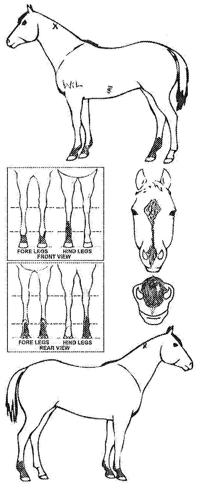 Animals Marking Image