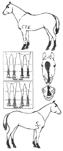 Animals Marking Image