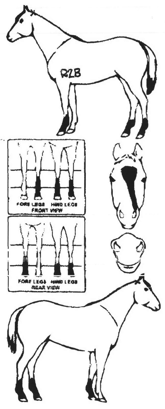 Animals Marking Image