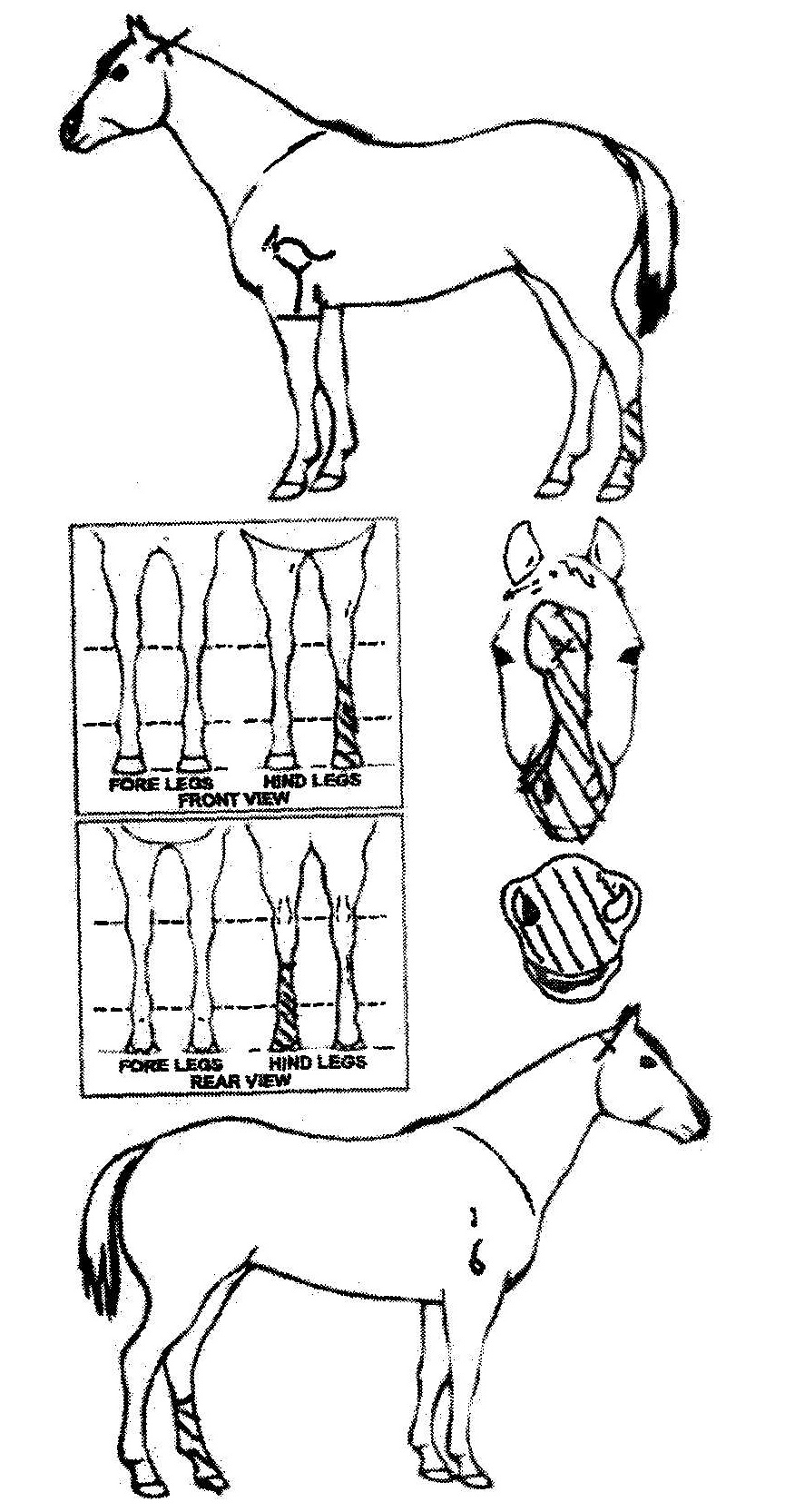 Animals Marking Image