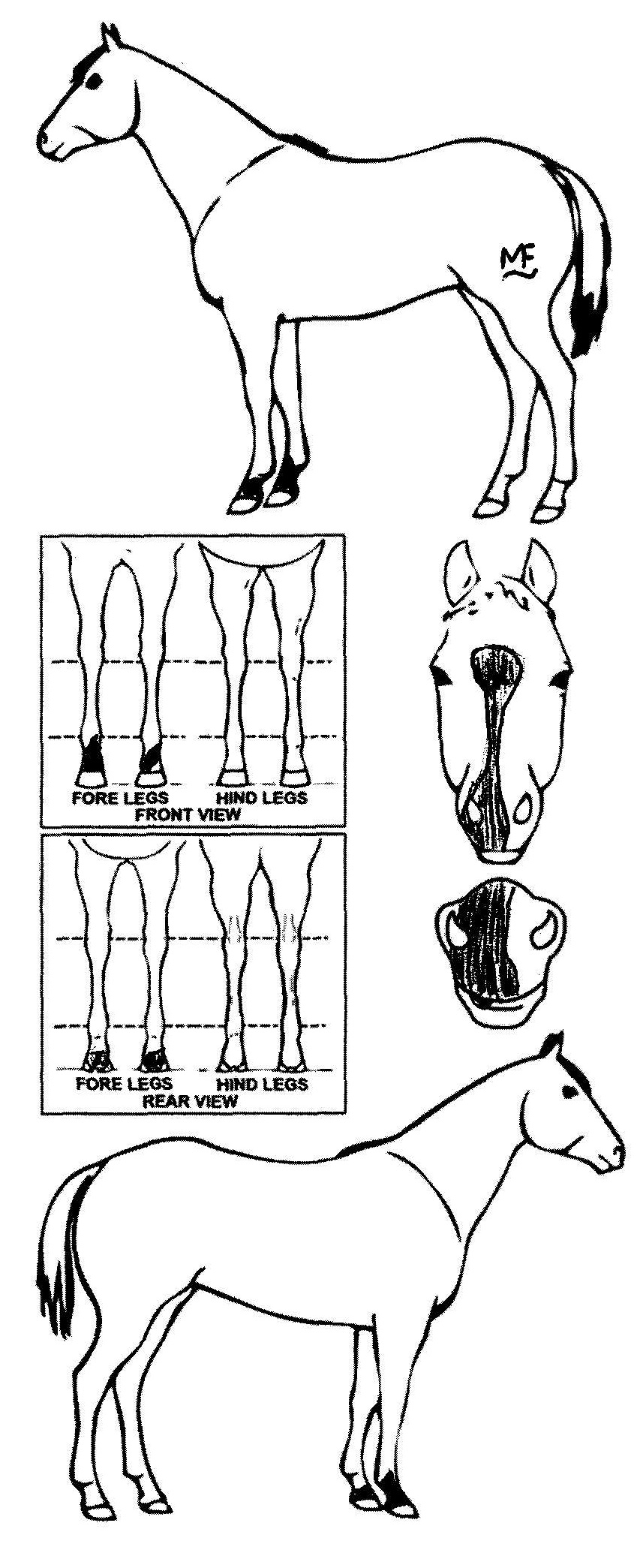 Animals Marking Image