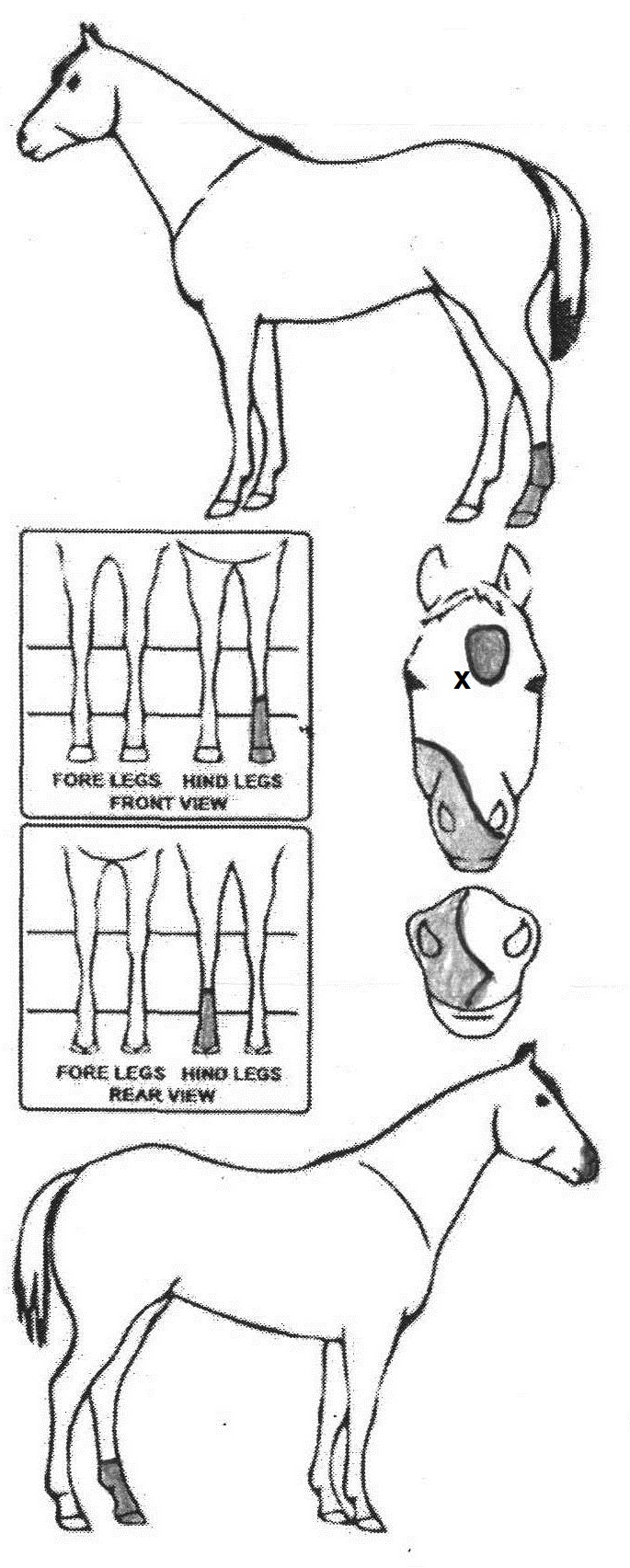 Animals Marking Image