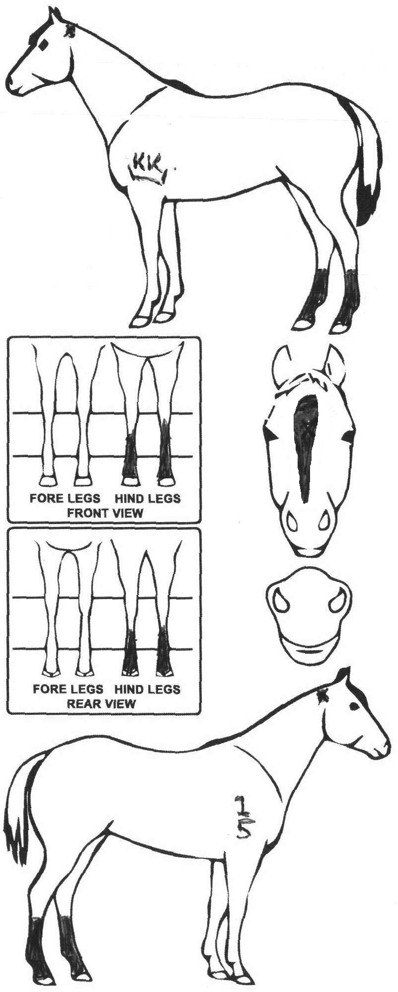 Animals Marking Image