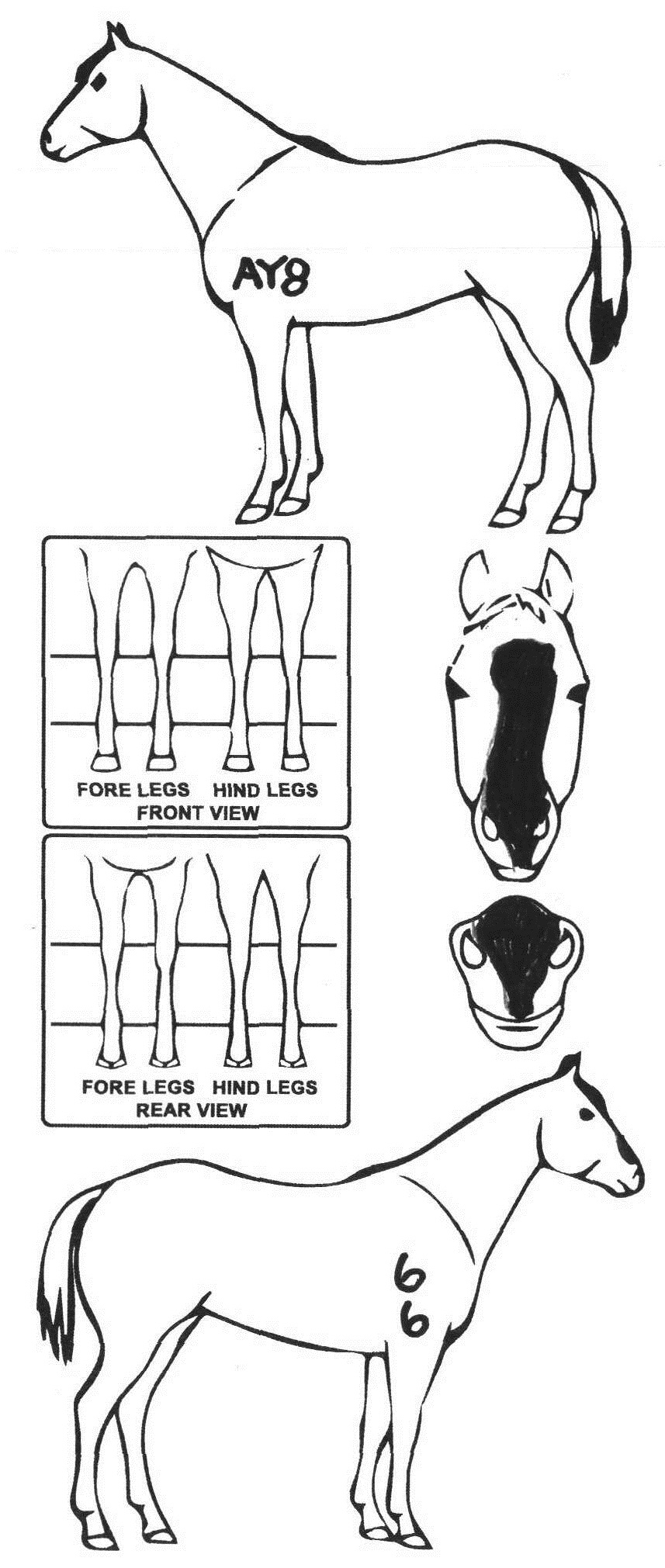 Animals Marking Image