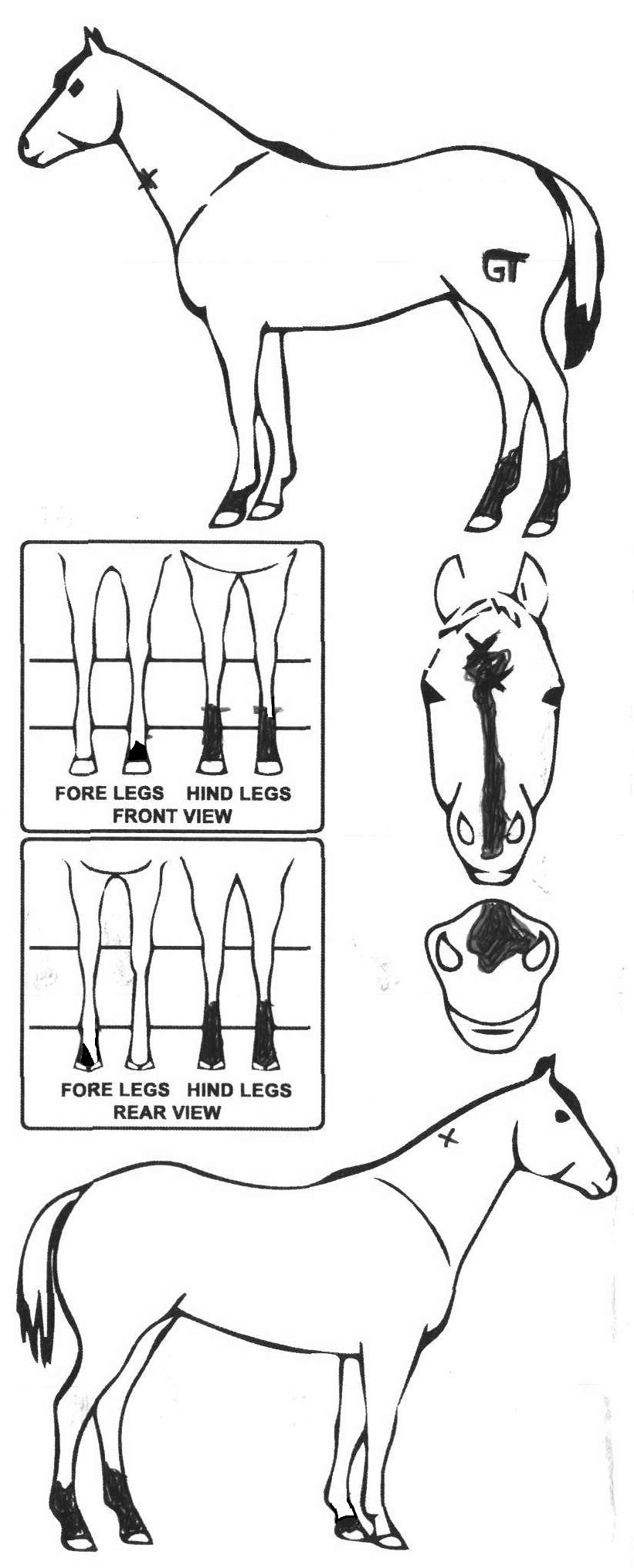 Animals Marking Image